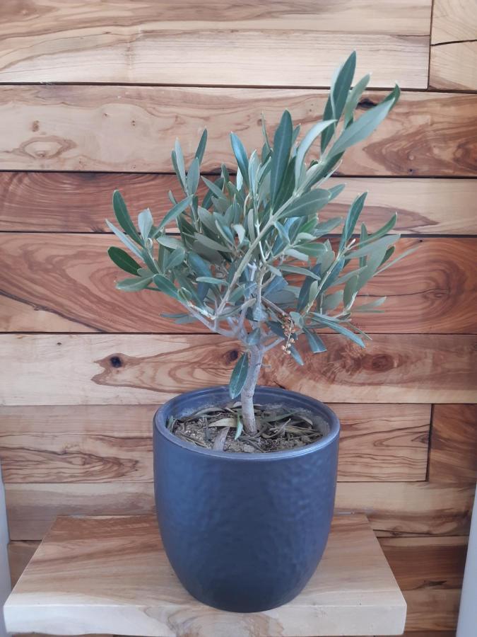 Little Olive Tree House Apartment ซาลี ภายนอก รูปภาพ